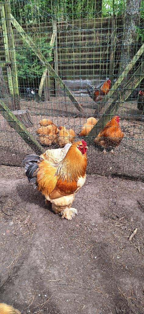 broedeieren brahma groothoenders