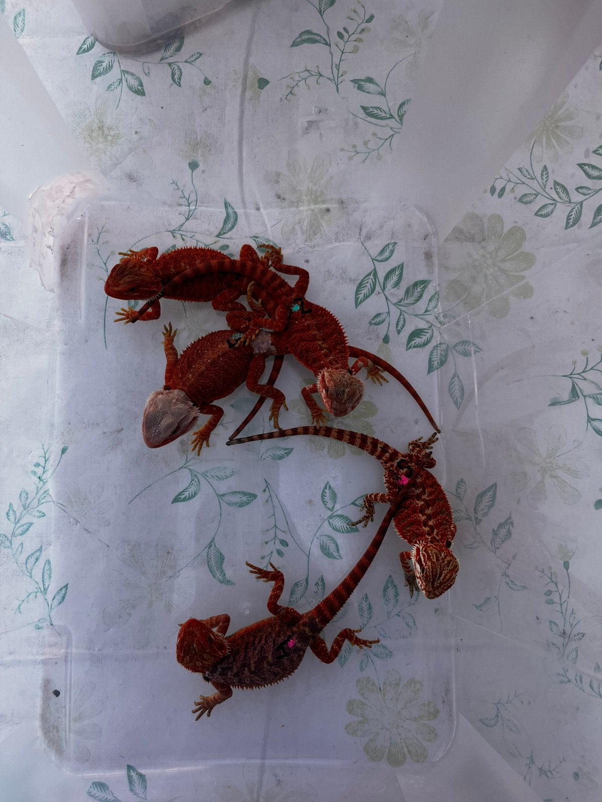 Veel jonge baardagamen, verschillende morphs!, Animaux & Accessoires, Reptiles & Amphibiens, Lézard, Domestique, 0 à 2 ans