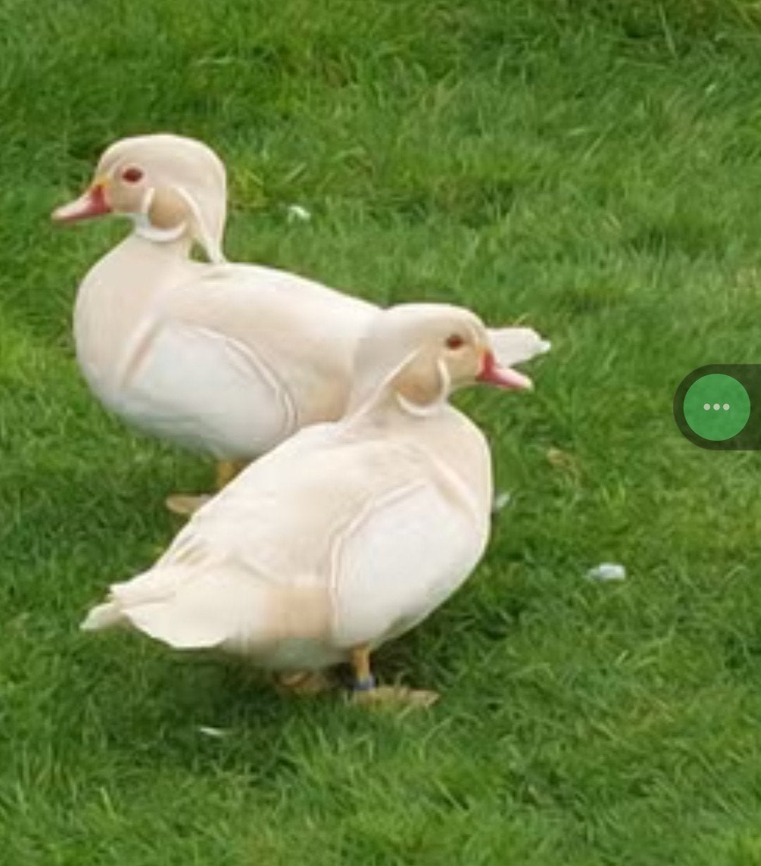 Witte carolinas, Animaux & Accessoires, Volatiles, Canard