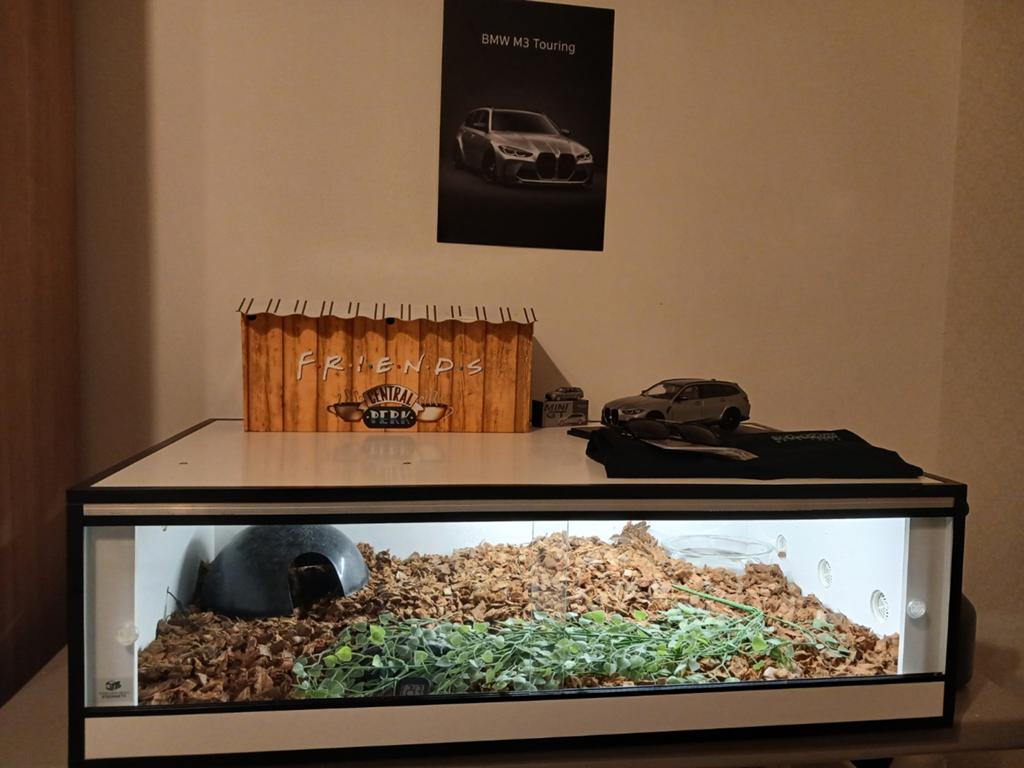 Python met terrarium, Dieren en Toebehoren, Ophalen