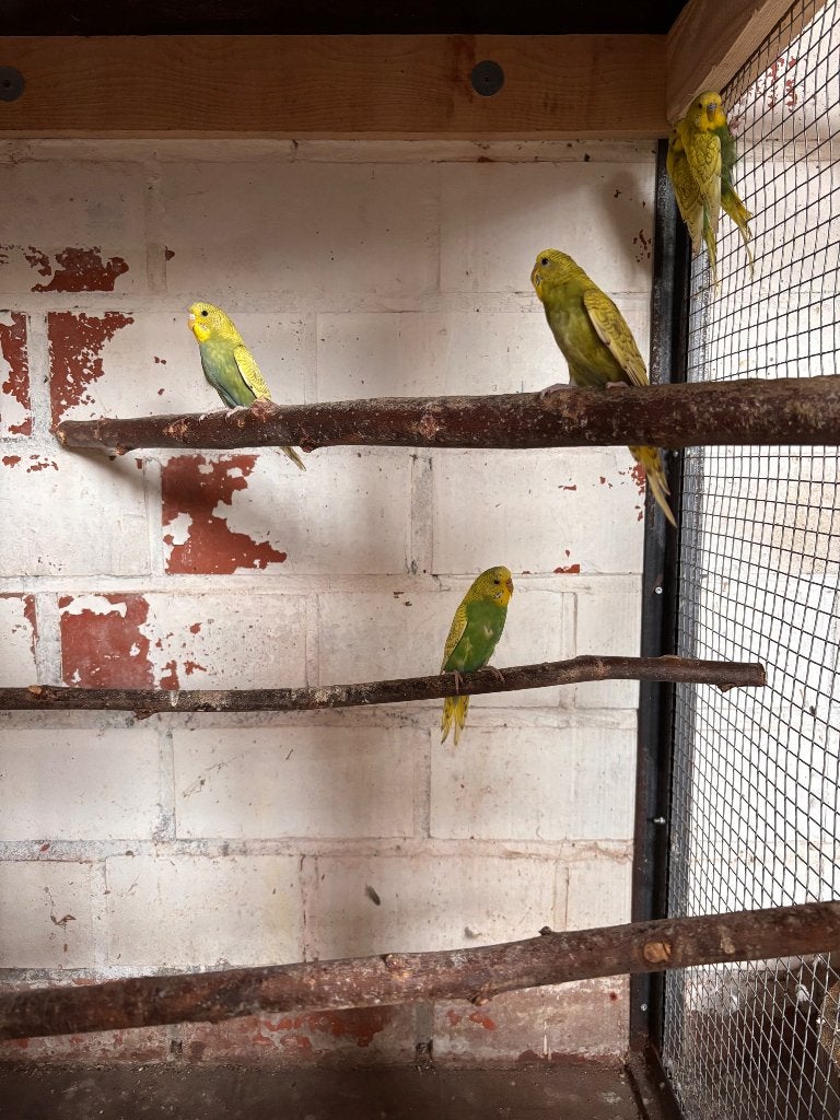 Grasparkiet spangle, Meerdere dieren, Parkiet