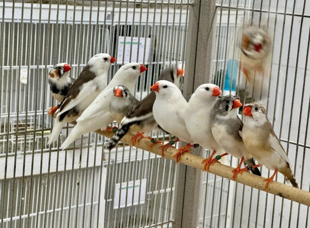 kuif , bonte , witte zebravinken, Dieren en Toebehoren, Meerdere dieren, Tropenvogel, Geringd