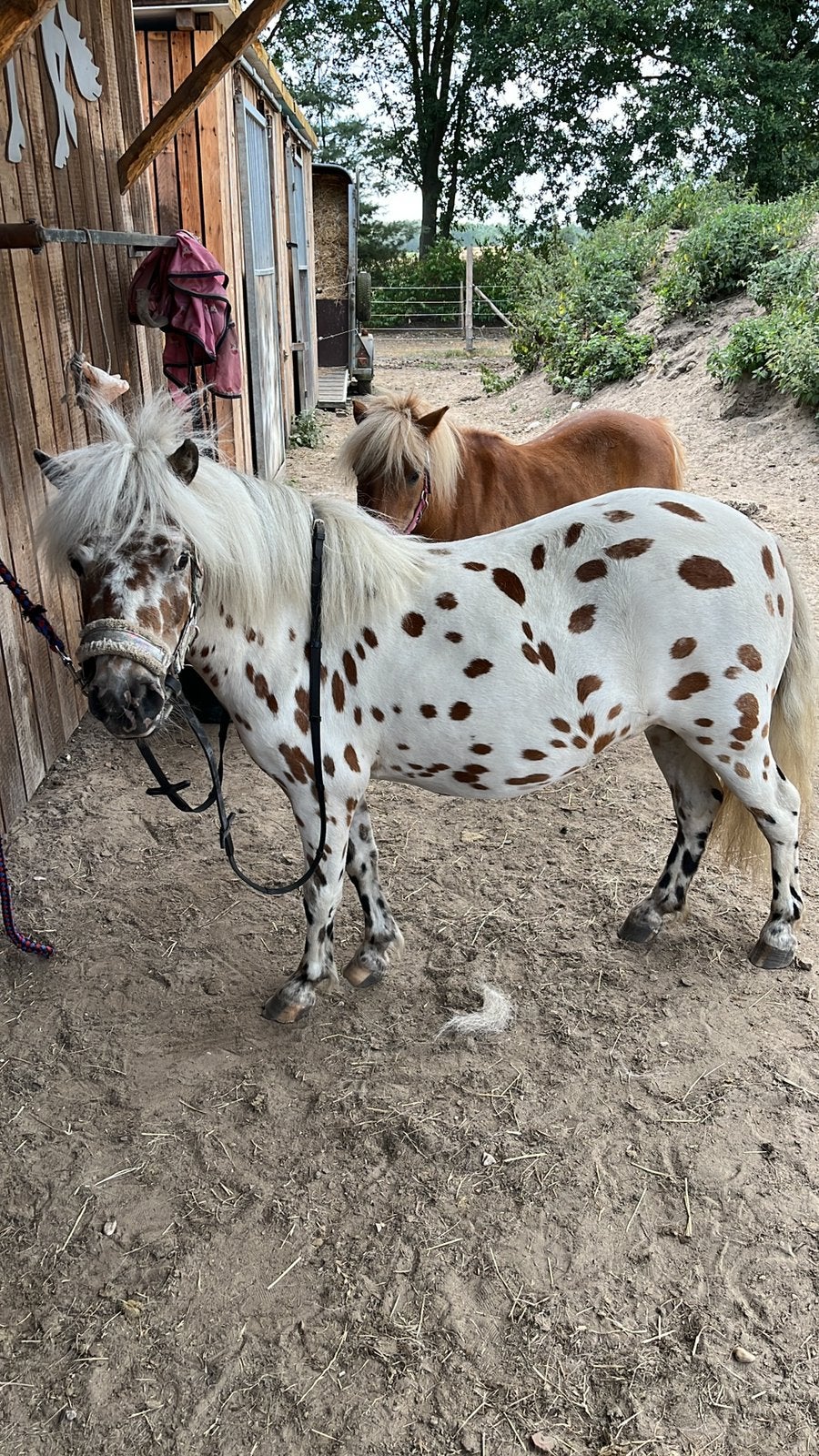 Appalousa pony, Dieren en Toebehoren, Merrie
