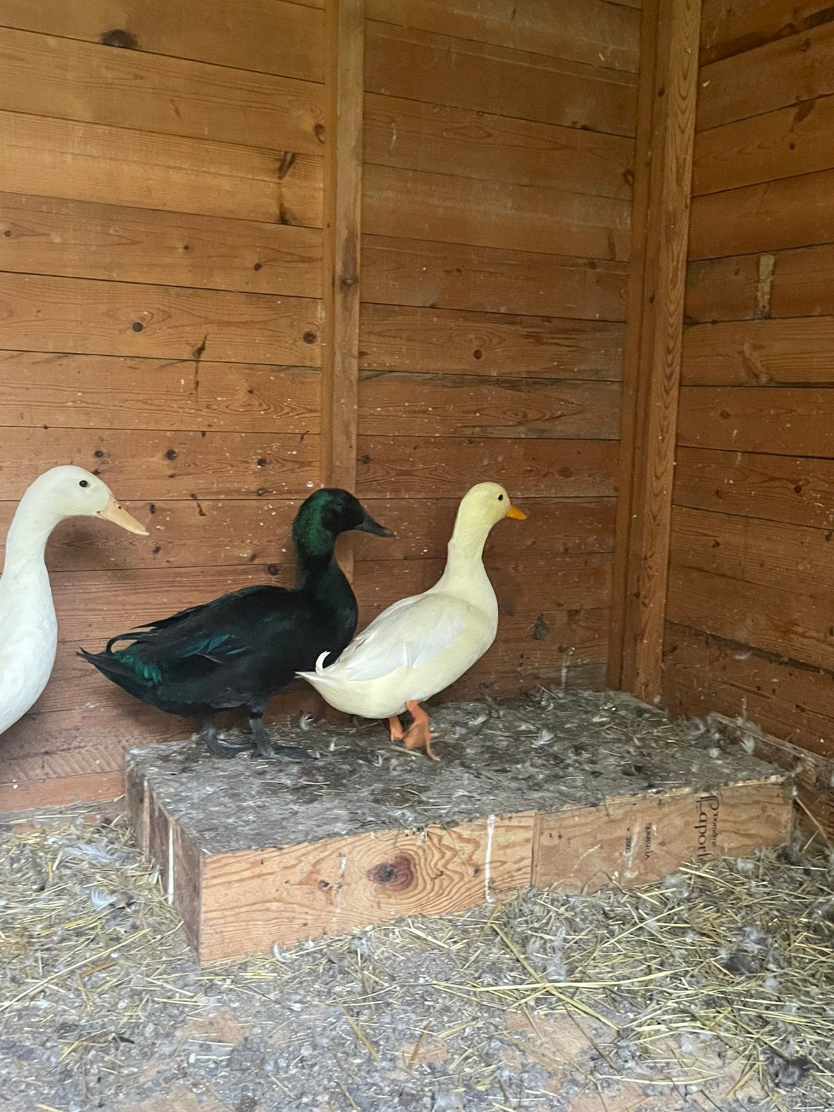 Twee jonge eendjes (woerd), Dieren en Toebehoren, Mannelijk, Eend