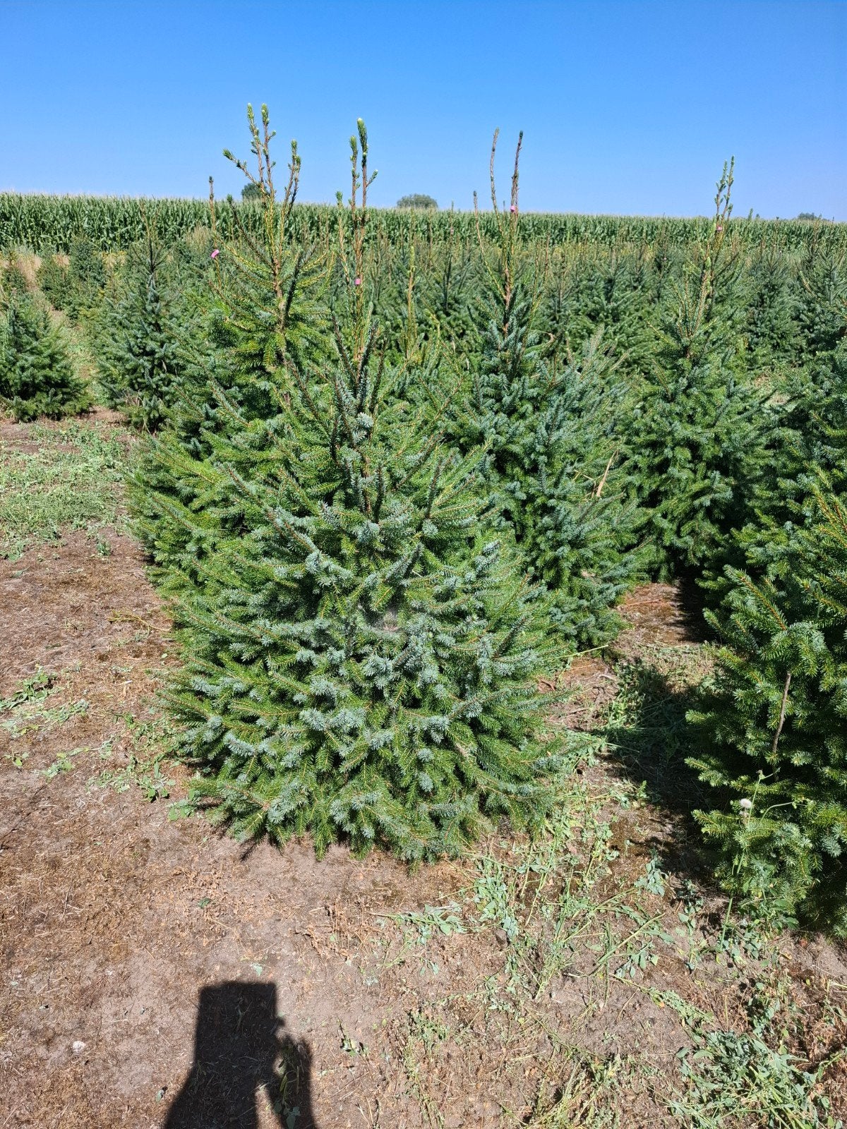 kerstbomen, Diversen, Kerst, Ophalen