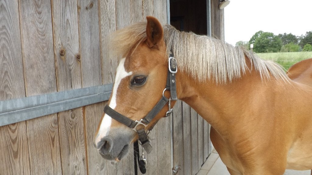 Welsh pony merrie, Dieren en Toebehoren, Merrie, B