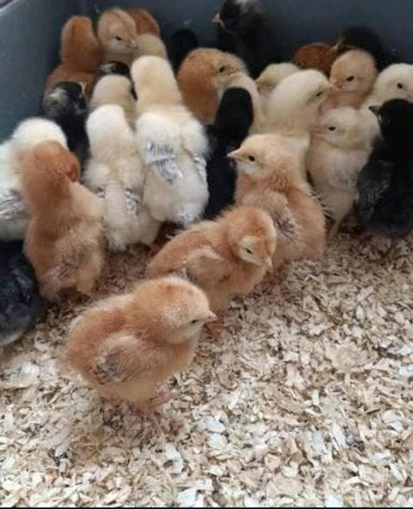 Eendagskuikens 10+2 gratis, Dieren en Toebehoren