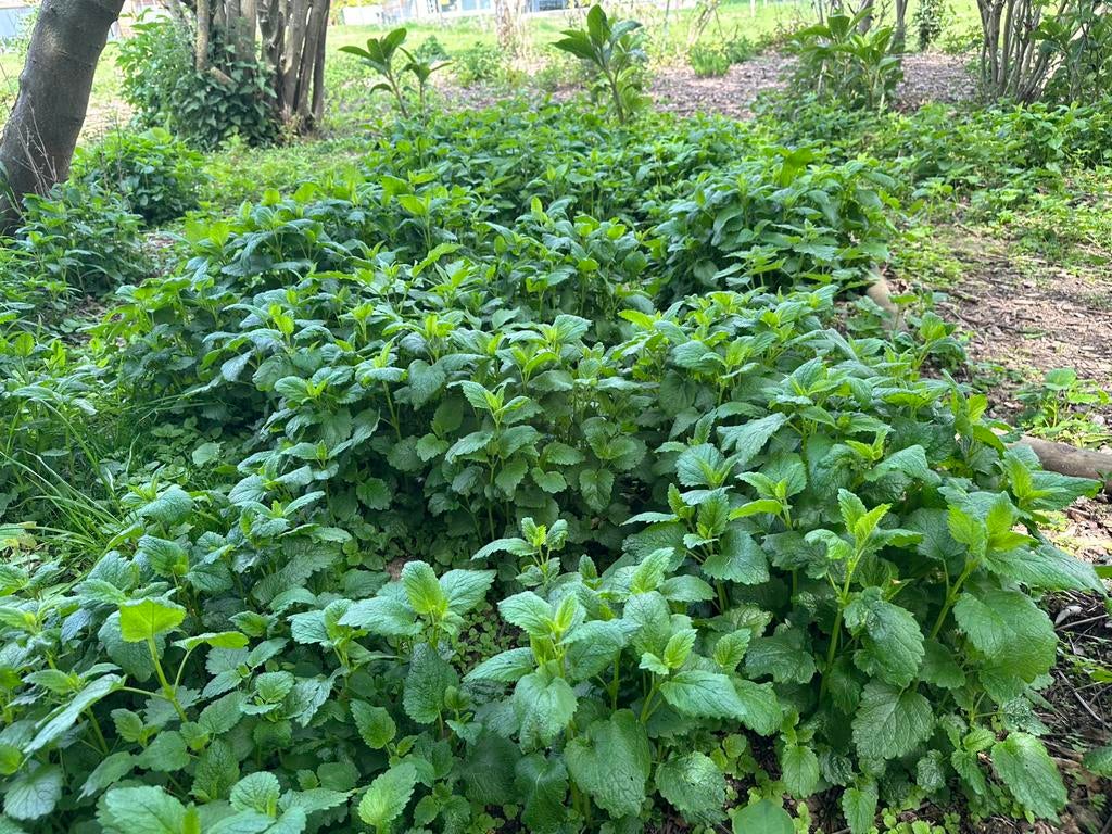 Citroenmelisse ( Melissa officinalis), Jardin & Terrasse, Plantes | Jardin, Ne fleurit pas, Herbes, Enlèvement, Plante fixe