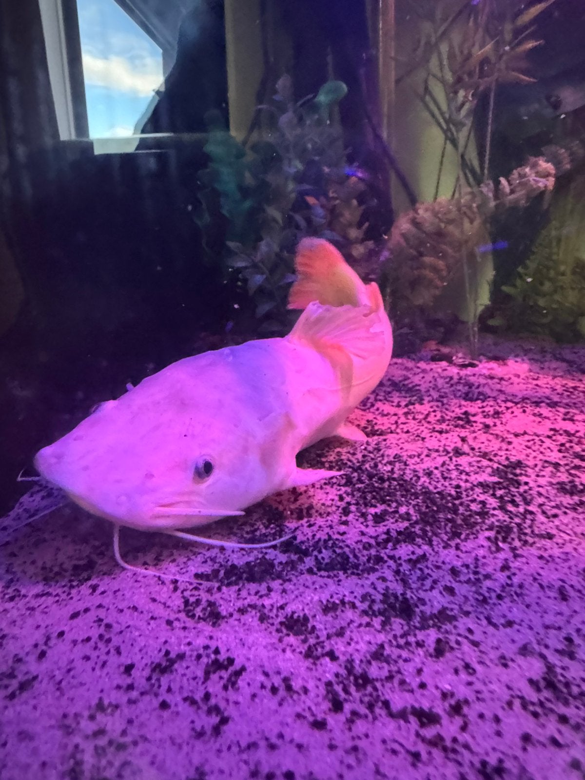 Platinum rtc catfish UNIEK! +35 cm, Ophalen