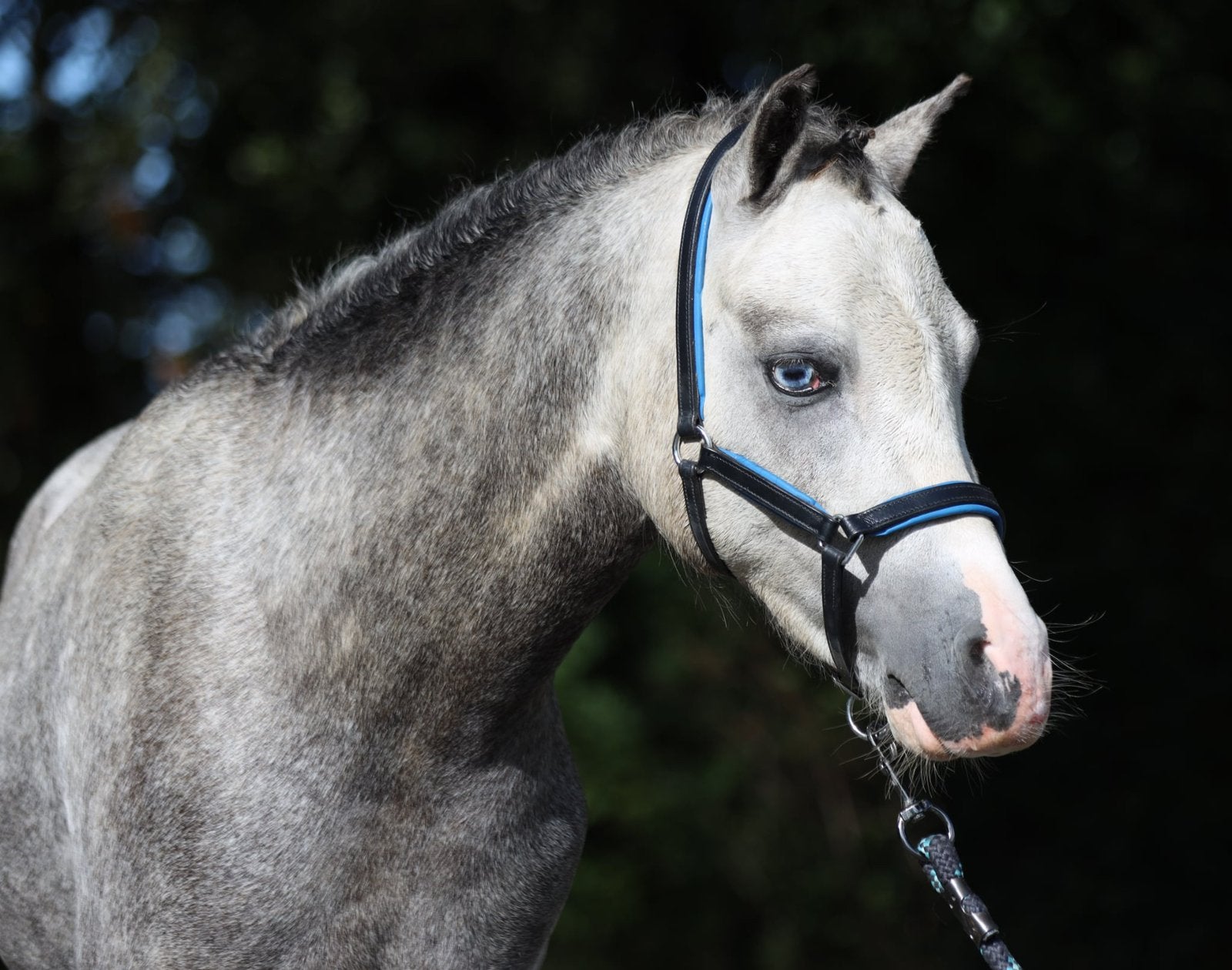 3 knappe ponys, Animaux & Accessoires, Poneys, Hongre, Non dressé