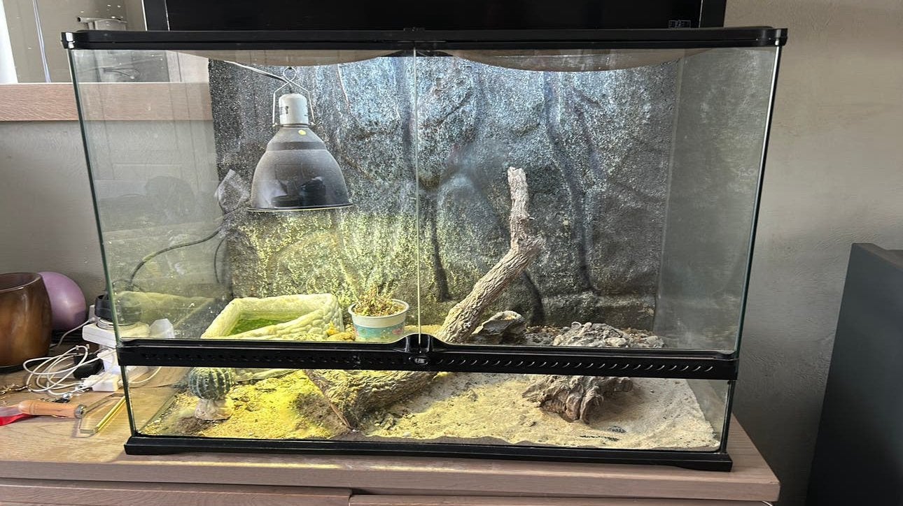 Terrarium met mini baardagaam, Enlèvement, Utilisé