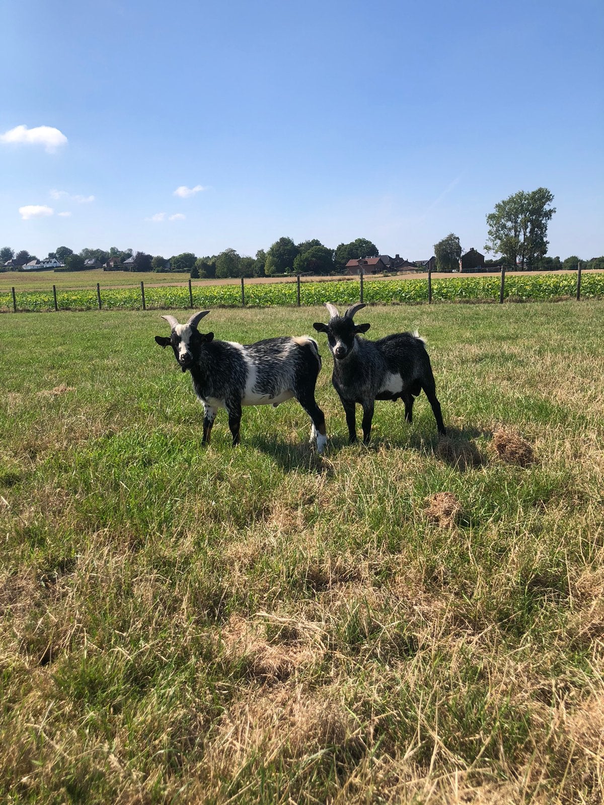 2 jonge dwerggeiten dek bokjes., Dieren en Toebehoren, Mannelijk, Geit