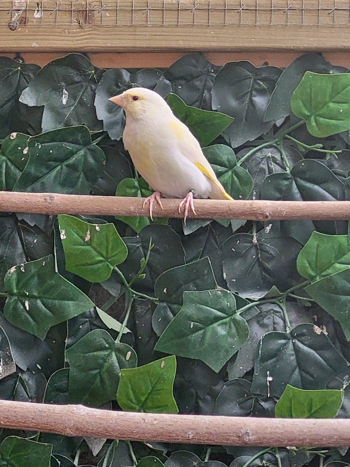 forse groenlingpoppen, Meerdere dieren, Wildzangvogel, Geringd