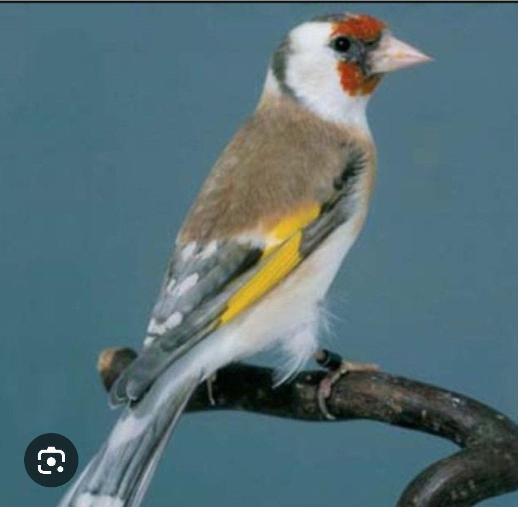 Ik zoek pastel zelfde, Dieren en Toebehoren