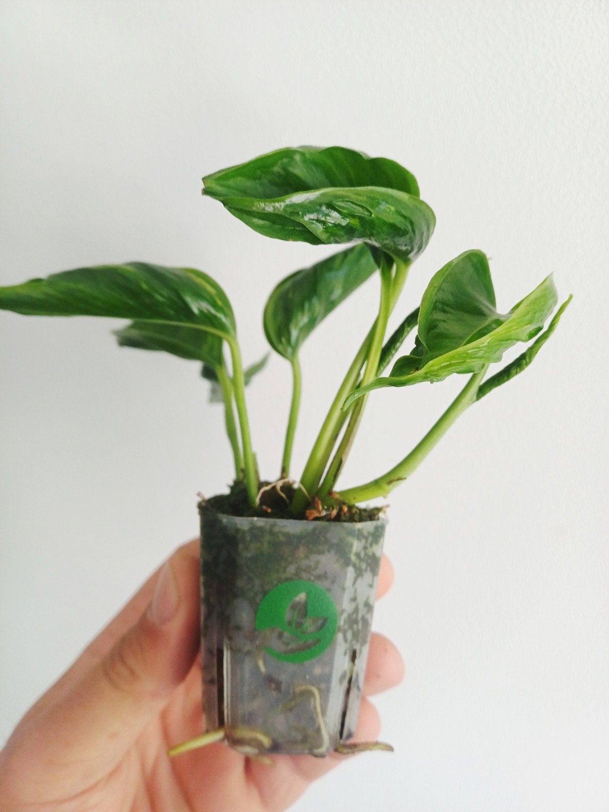 Epipremnum Shangri La variegata, Autres espèces, En pot, Enlèvement ou Envoi, Moins de 100 cm