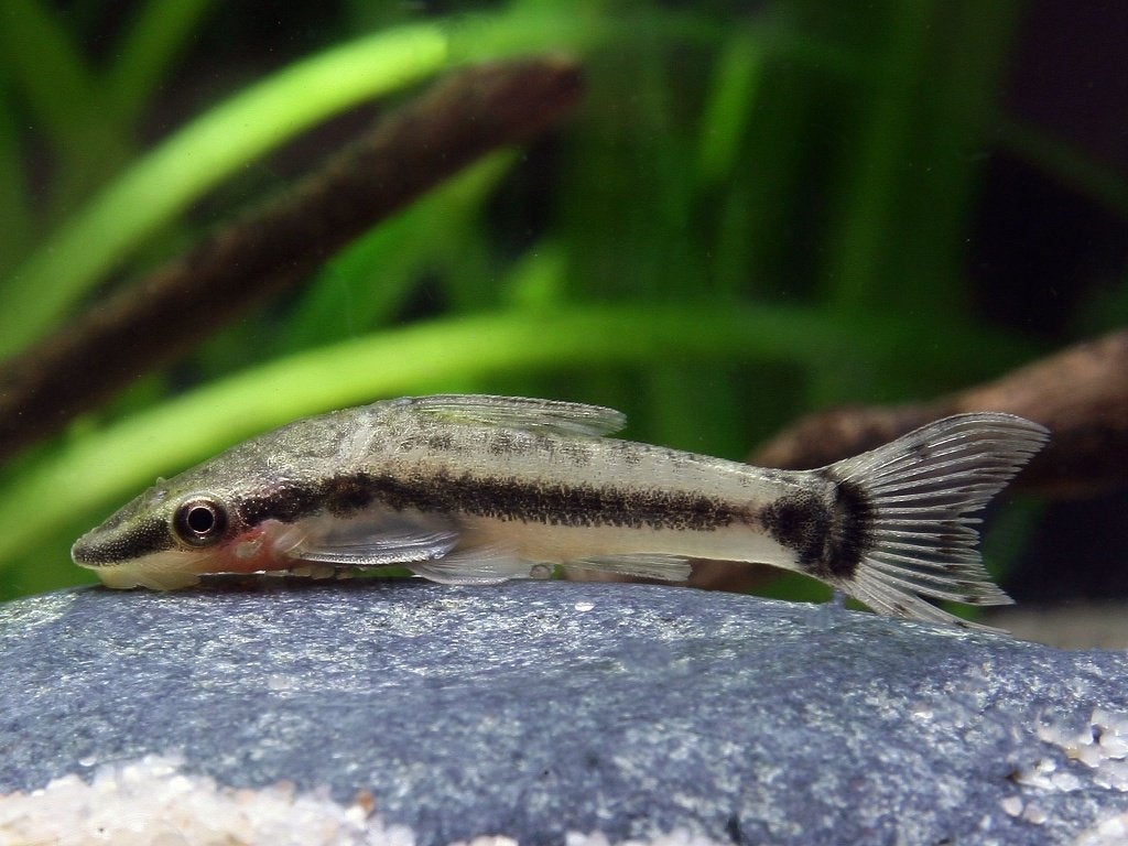 Hobbyaquarium Otocinclus Vittatus na lange tijd op voorraad, Poisson, Poisson d'eau douce, Banc de poissons