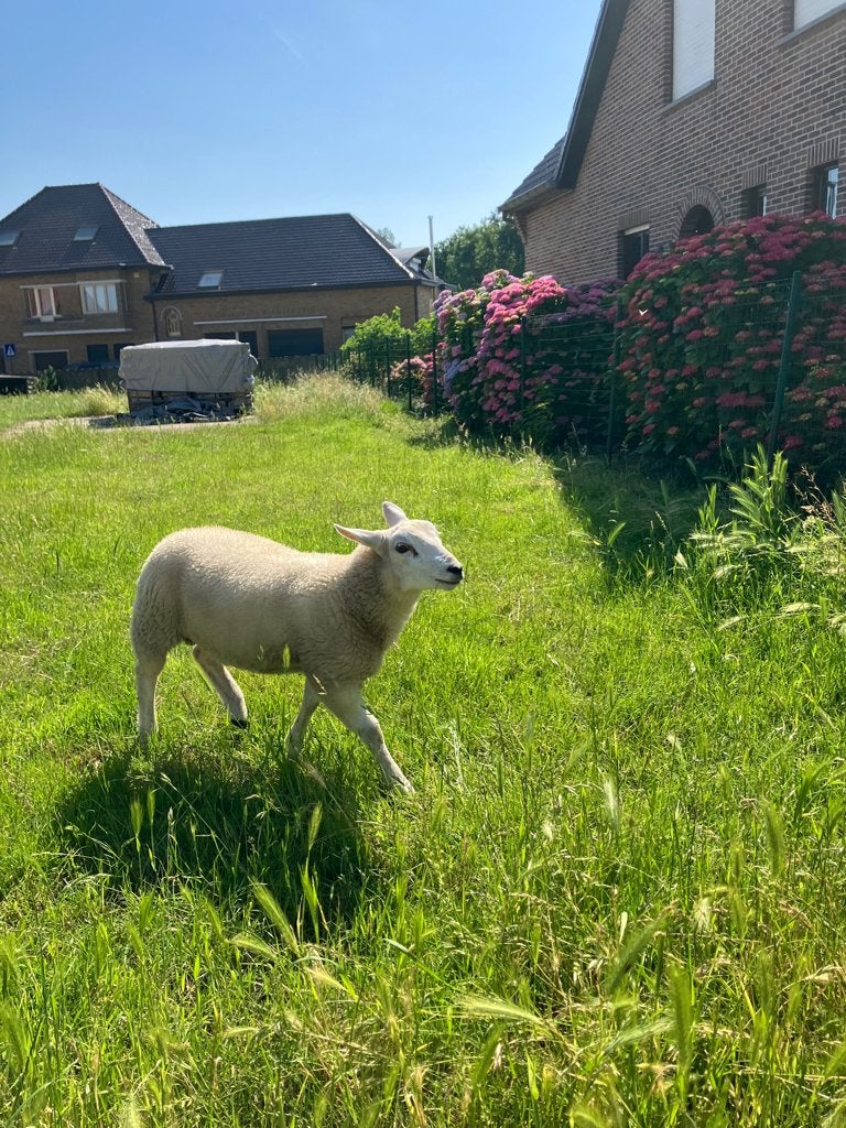 Mooie ram te koop, Mâle, Mouton, 0 à 2 ans