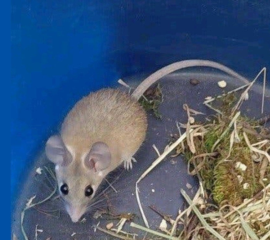 2 gratis stekelmuizen, Januari, Meerdere dieren, Muis