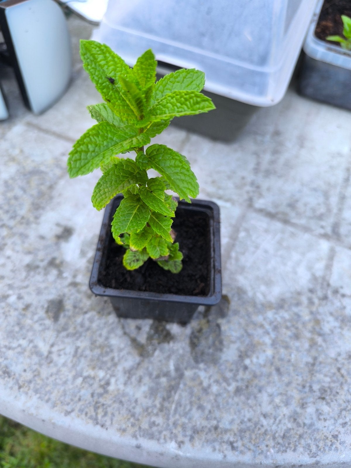 Jonge Marokkaanse muntplant, Tuin en Terras, Ophalen