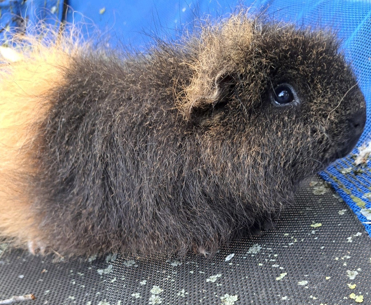 Lieve en tamme ch Teddy cavia beer, Dieren en Toebehoren, Cavia, Februari, Mannelijk, Tam