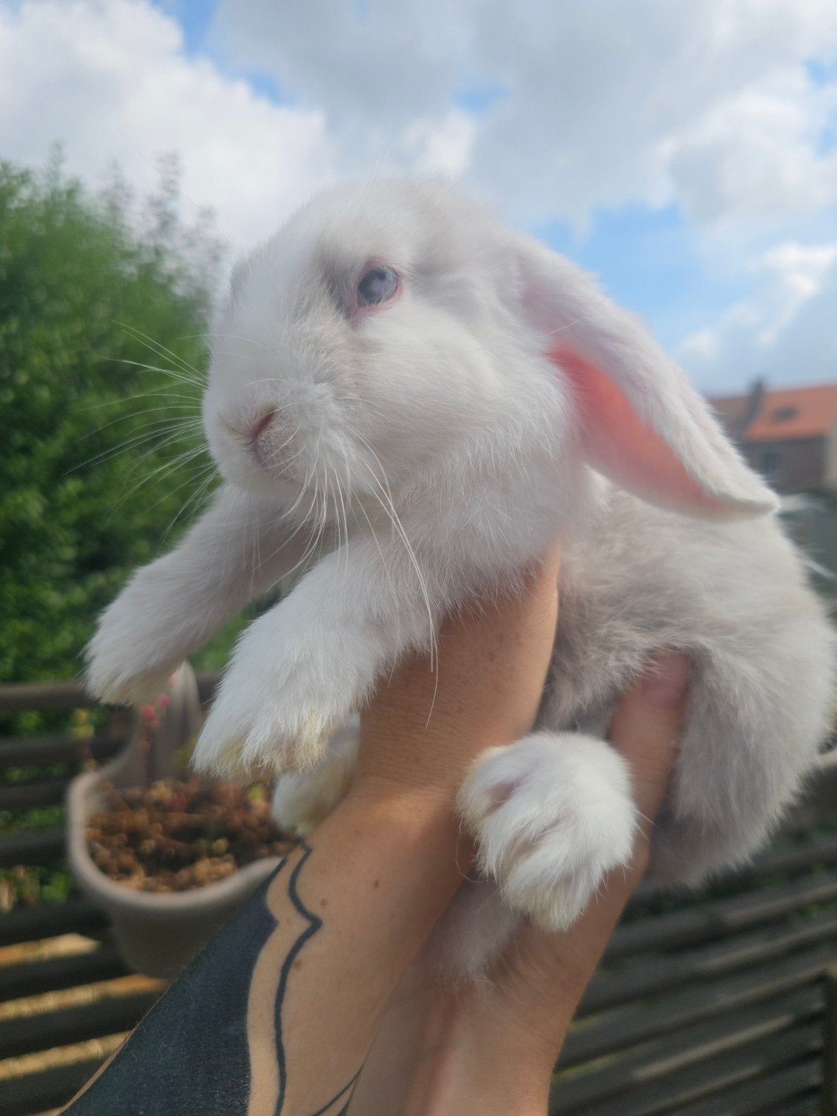 Accessoires pour lapins béliers, Enlèvement, Lapin