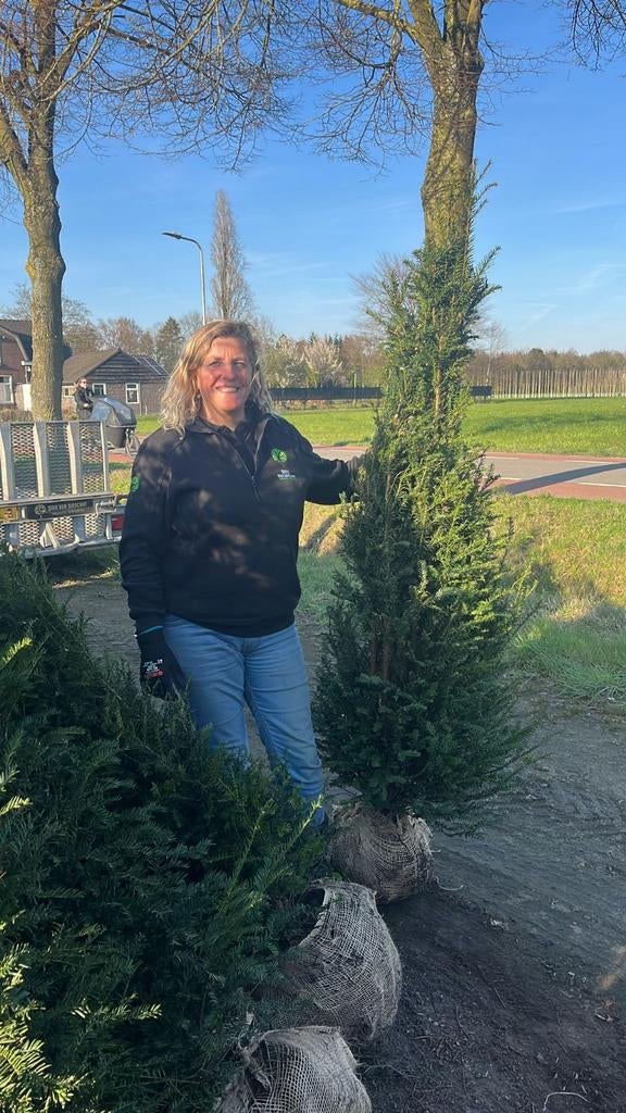 PROMOTIE Taxus bacata 180-200 Oisterwijk, Ophalen of Verzenden, Taxus, Haag