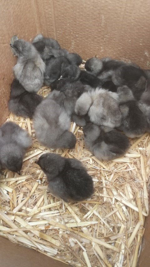 dag kuikens voor vlees of leg uitkomst 27 oktober 13 rassen, Dieren en Toebehoren, Meerdere dieren, Kip