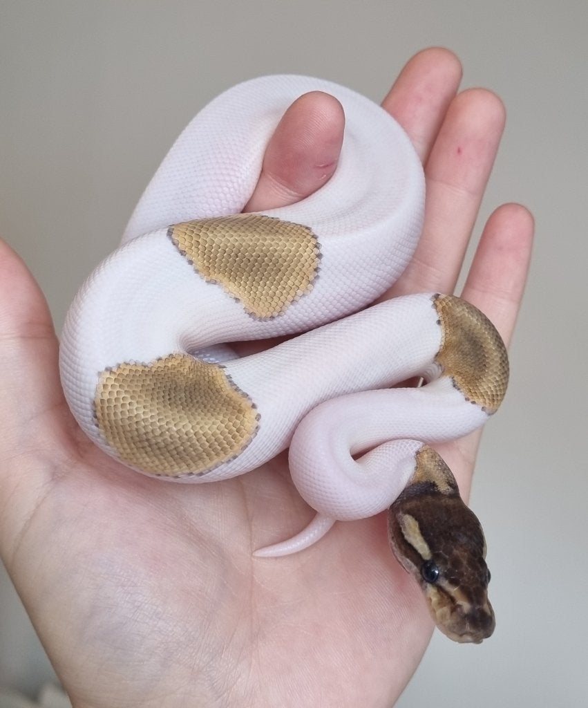 1.0 mojave piebald 66% het lavender albino Ball Python photo 2