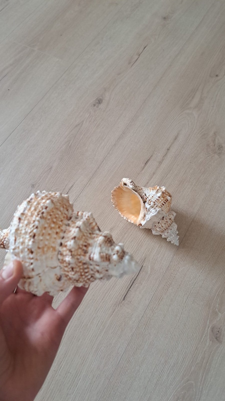 2 grote schelpen slakkenhuizen groot, Enlèvement ou Envoi, Comme neuf