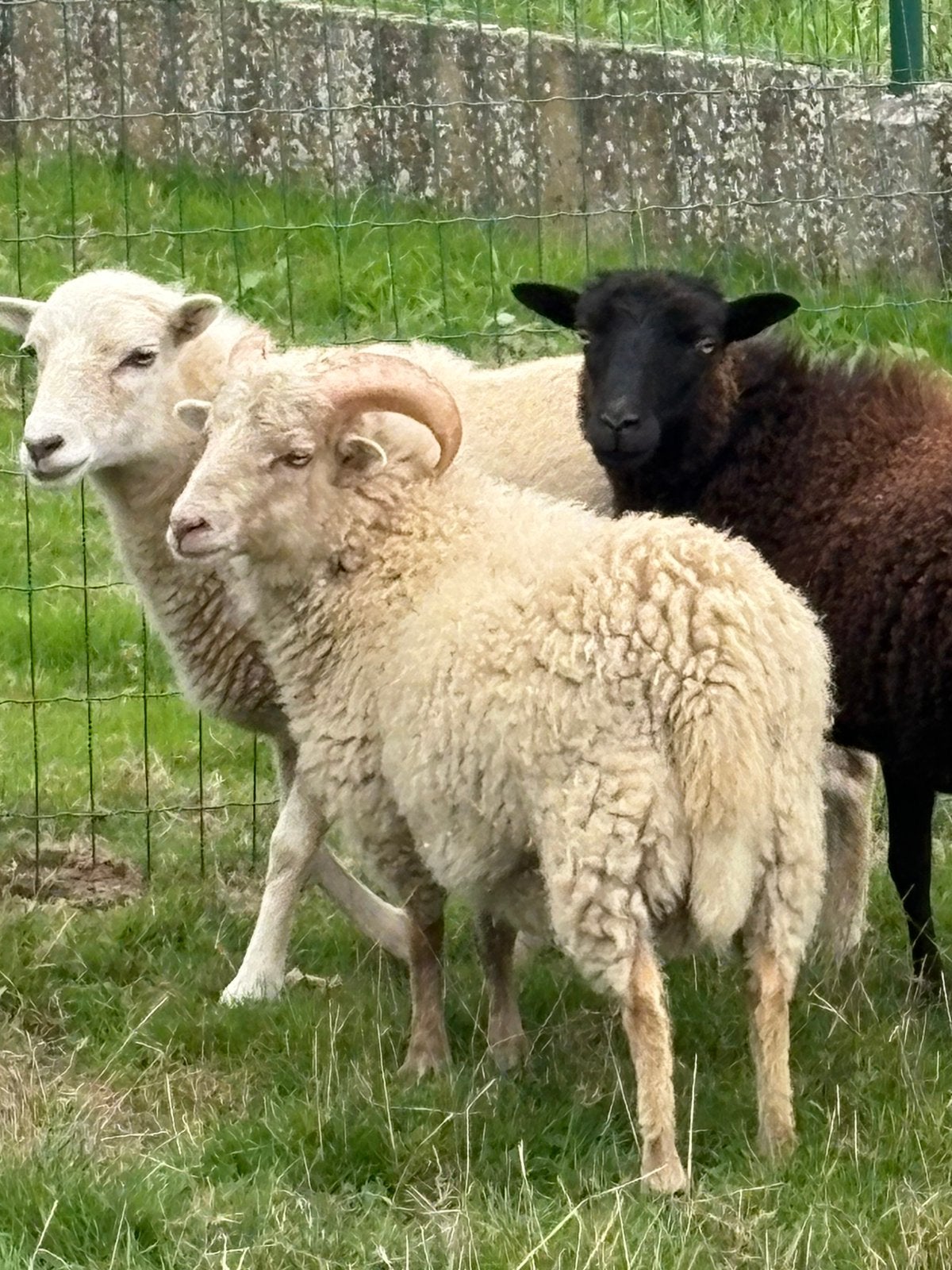 ouessantschapen ram + ooi ( onverwant ), Plusieurs animaux, Mouton, 0 à 2 ans