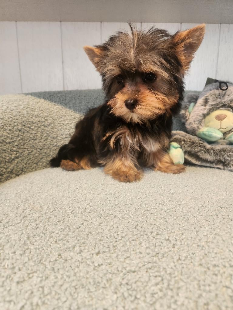Yorkshire terrier, Dieren en Toebehoren, Honden | Jack Russells en Terriërs, Meerdere dieren, Yorkshire Terriër, Fokker | Professioneel