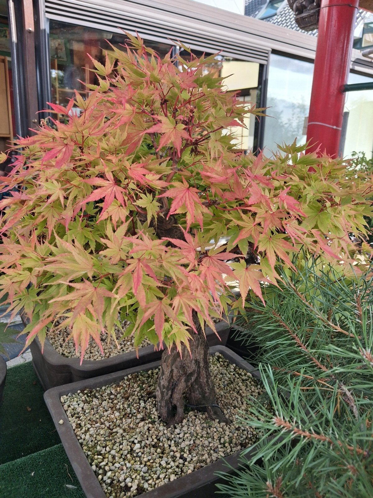 bonsai, Jardin & Terrasse, Plantes | Arbres, Enlèvement ou Envoi