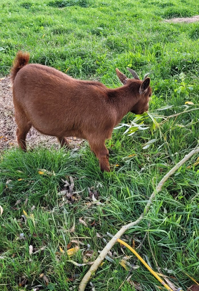 Dwerggeitje, Dieren en Toebehoren, Vrouwelijk, Geit, 0 tot 2 jaar