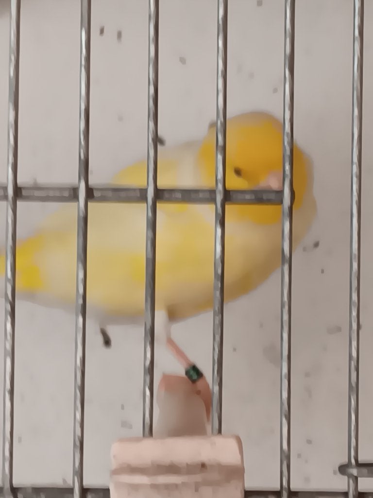 kanarie, Dieren en Toebehoren, Vrouwelijk, Zangkanarie