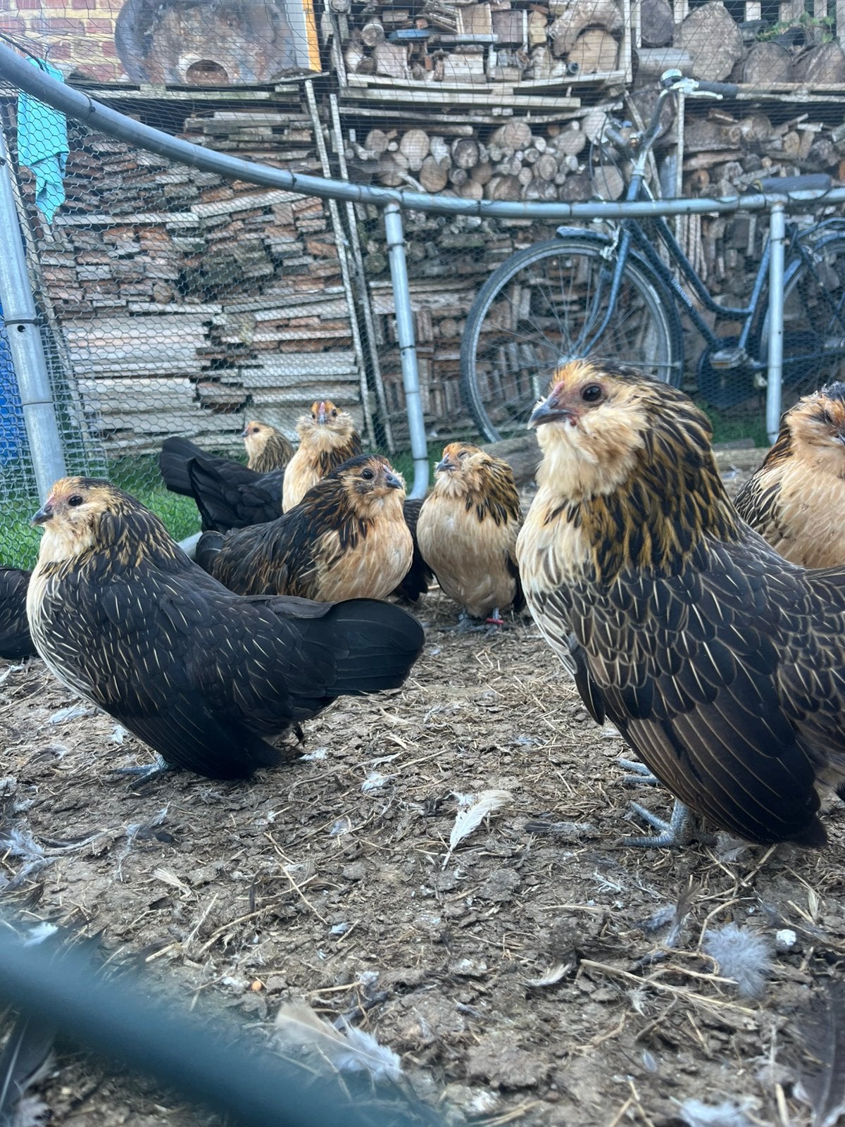 Antwerpse baardkriel, Dieren en Toebehoren