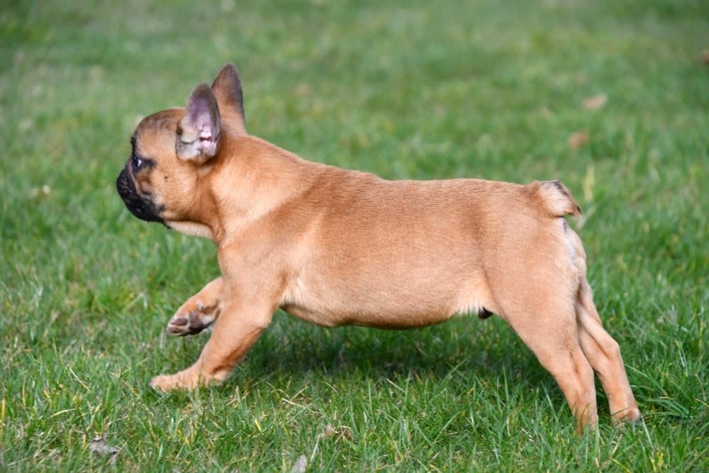 Chiots bouledogue français à vendre, 15 semaines à 1 an, Étranger, Hépatite contagieuse (maladie de Rubarth), Plusieurs animaux