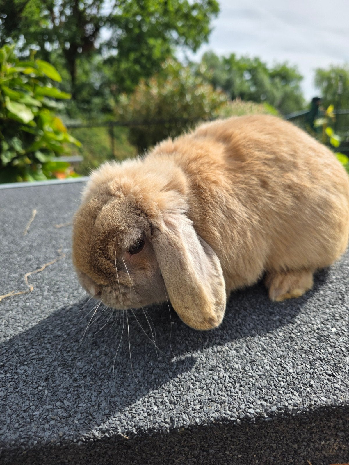 Kweekkoppel minilop, Dieren en Toebehoren