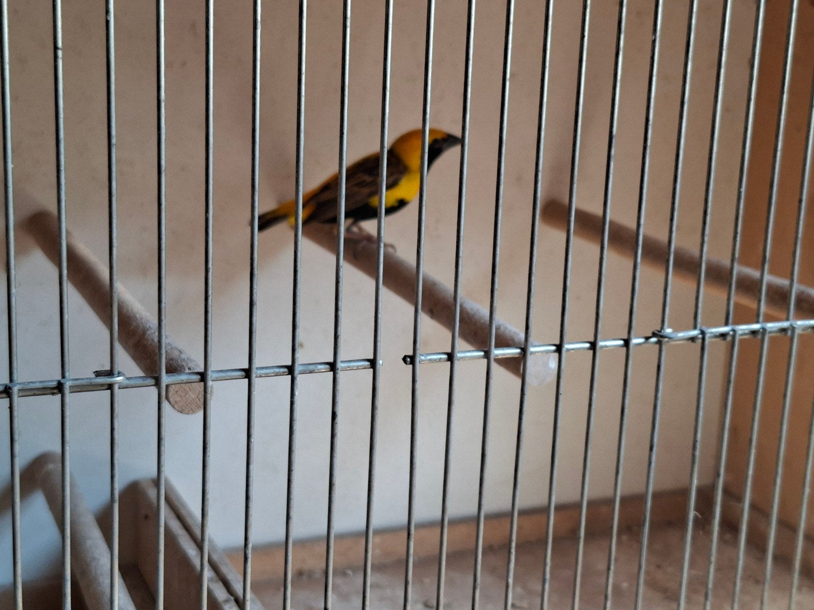 napoleonwever man, Animaux & Accessoires, Oiseaux | Oiseaux Autre, Mâle, Oiseau tropical