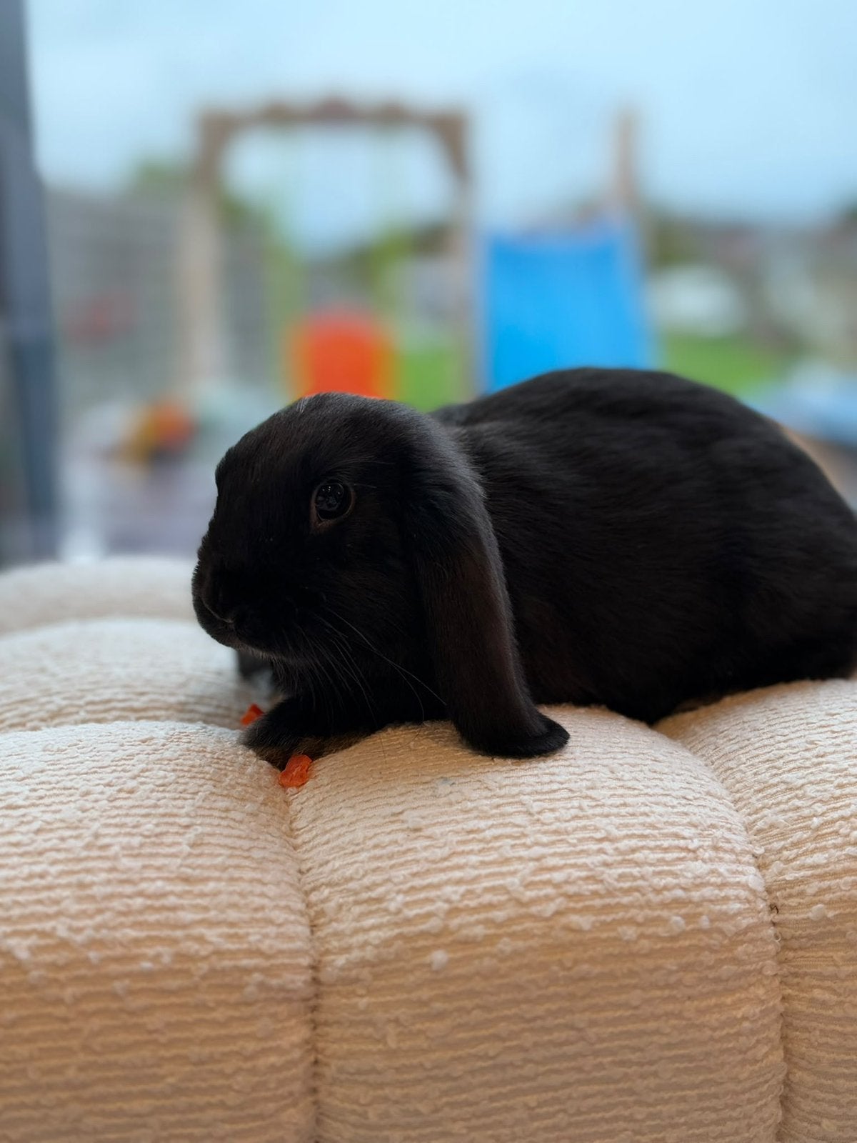 Lapin nain mâle, Mâle, Nain, Oreilles tombantes, 0 à 2 ans
