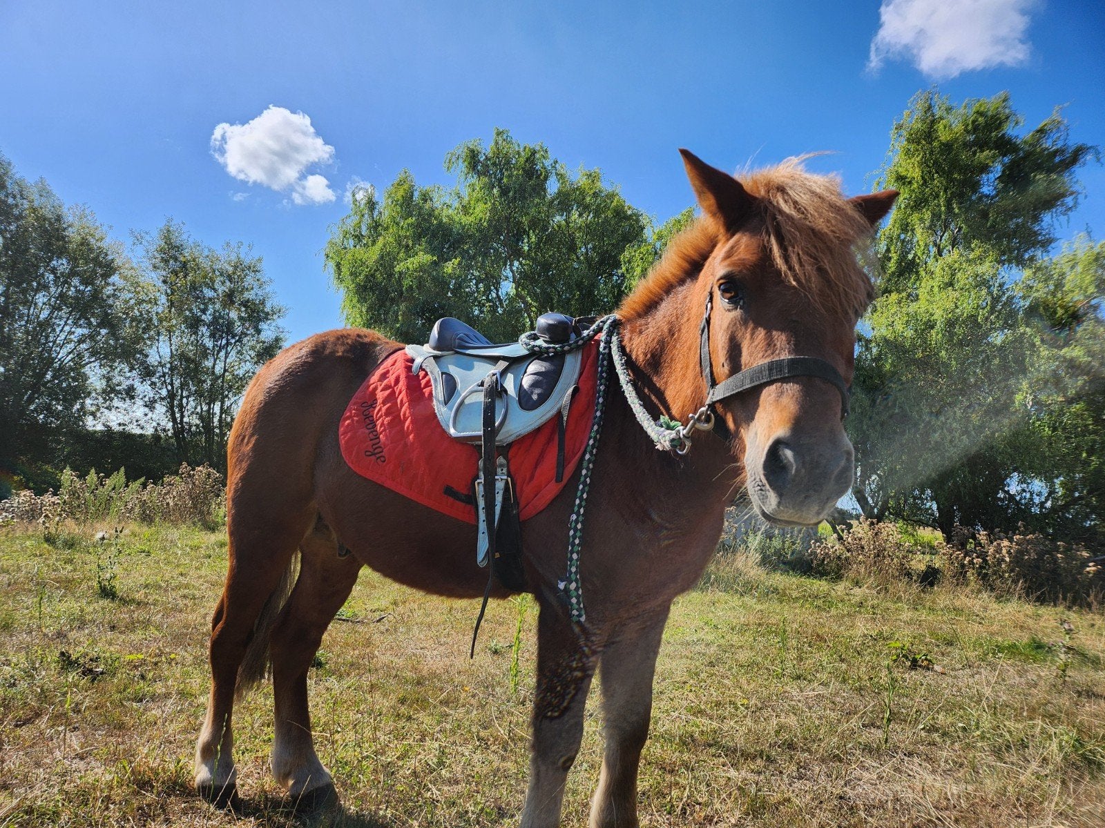 B PONY ideaal voor kinderen, superlief, Dieren en Toebehoren, Pony's