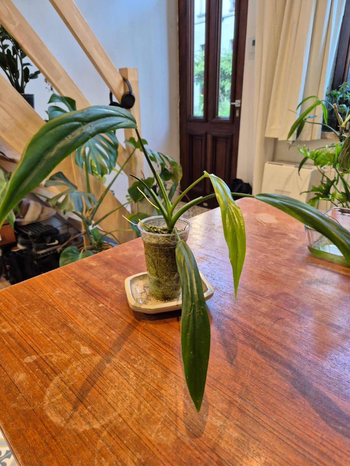 Philodendron holtonianum, Ophalen of Verzenden