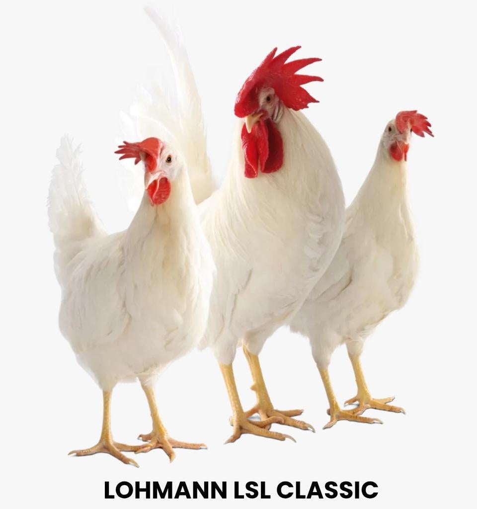 Cherche œufs Fécondés de poules pondeuses Lohman, Enlèvement ou Envoi