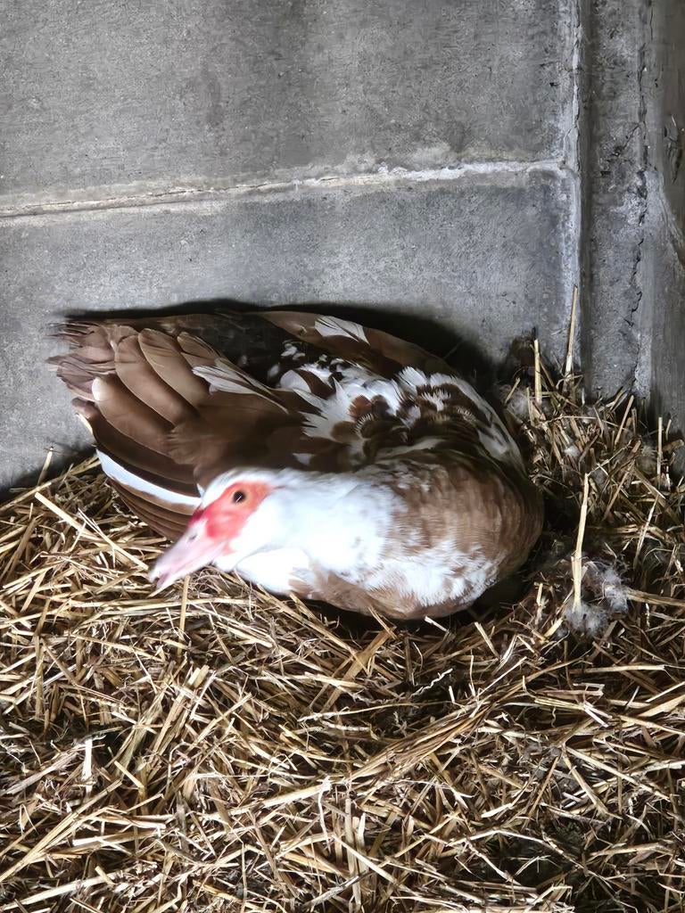 Barberie kuikens, Dieren en Toebehoren, Pluimvee