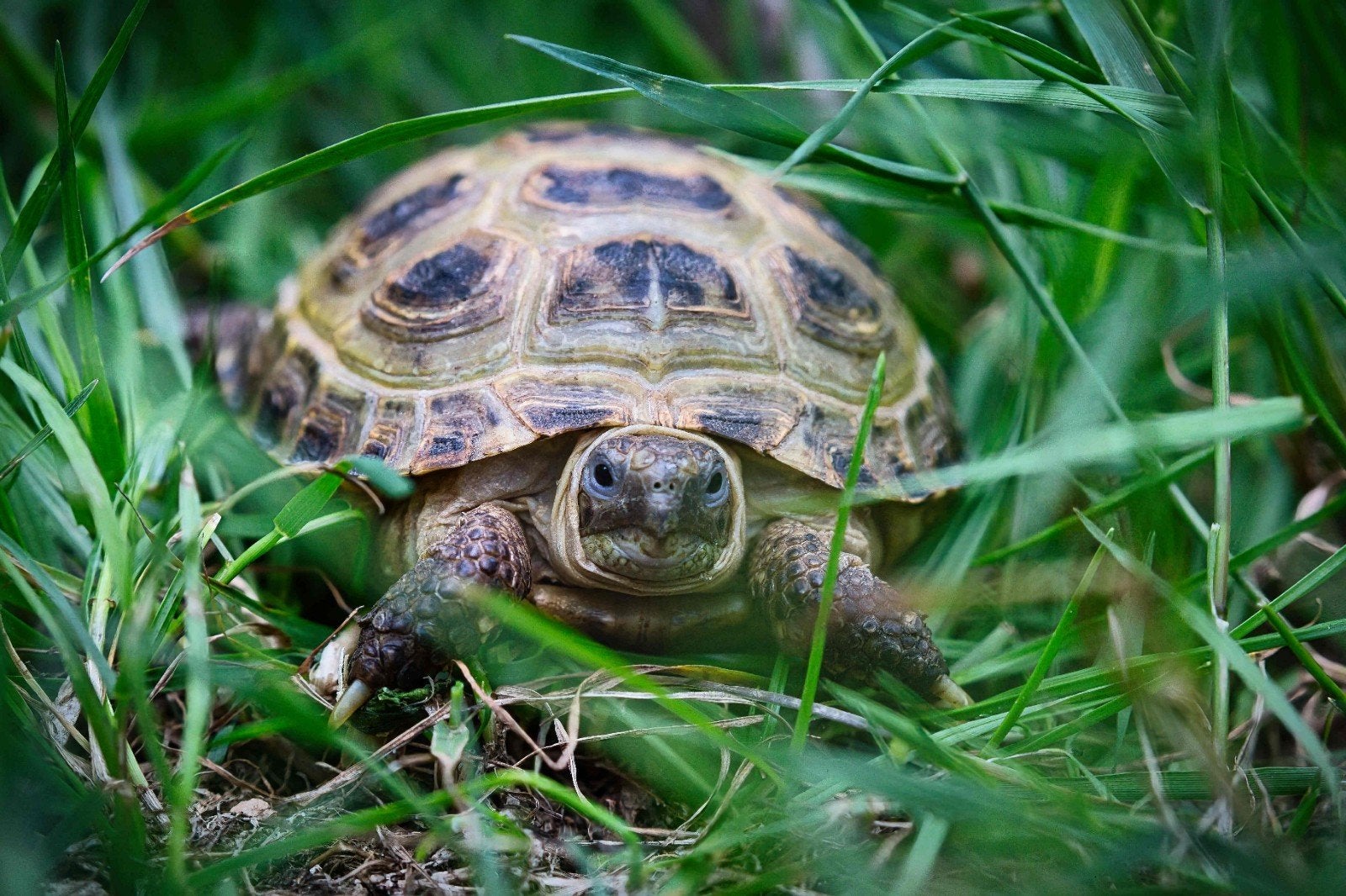 Russische vierteenlandschildpadden nakweek 2025, Dieren en Toebehoren
