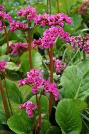 Bergenia cordifolia 'Winterglow', Tuin en Terras, Planten | Tuinplanten, Vaste plant, Halfschaduw, Herfst, Ophalen