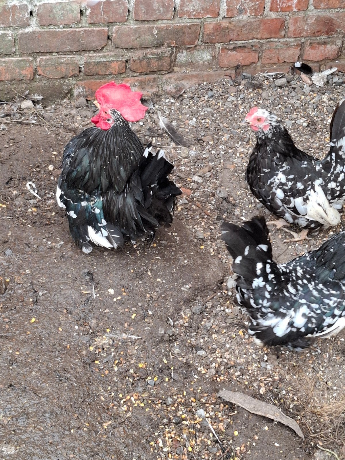 chabo toom, Dieren en Toebehoren, Meerdere dieren, Kip