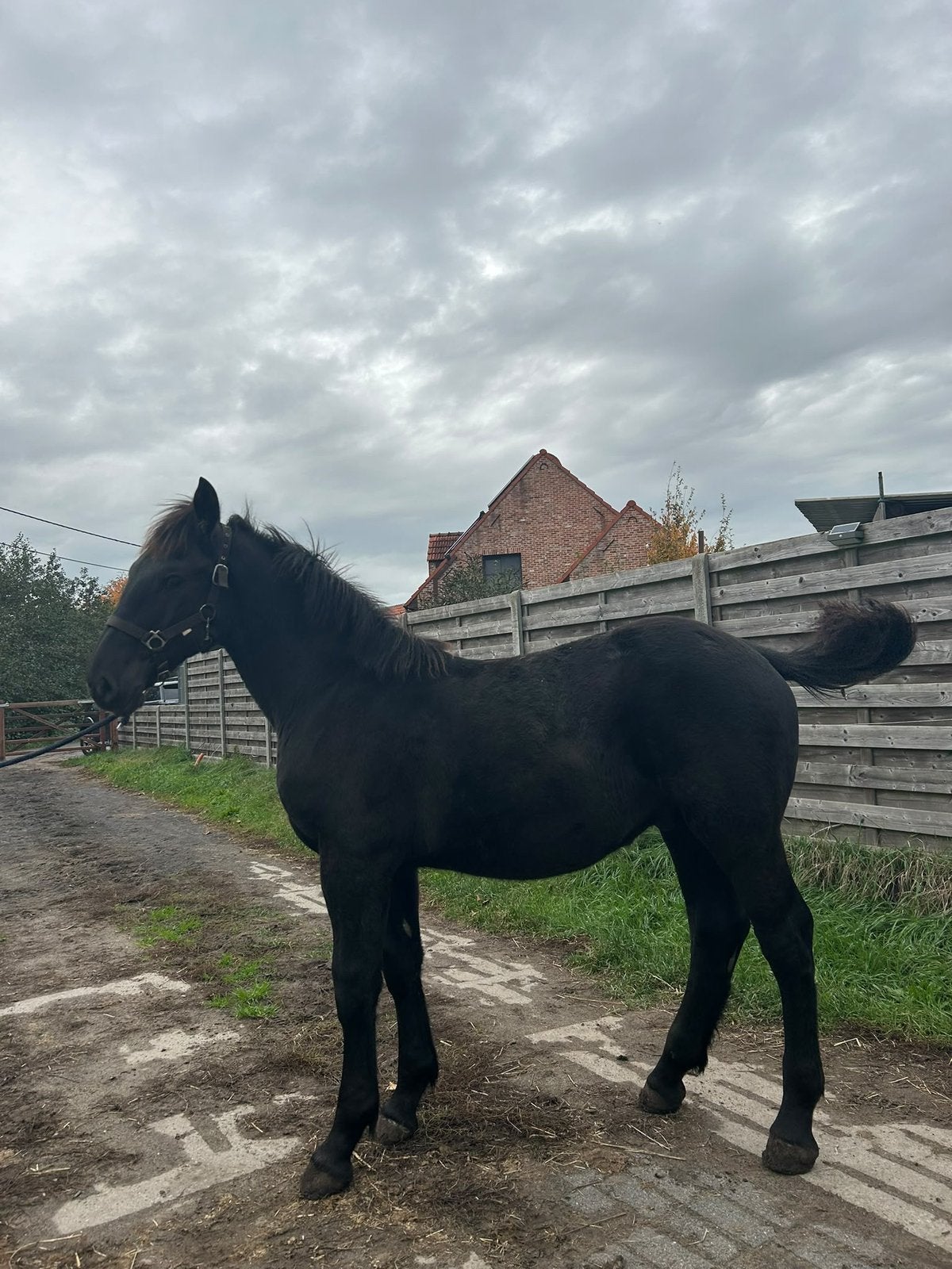 Zwart Percheron hengst veulen, Dieren en Toebehoren, Hengst