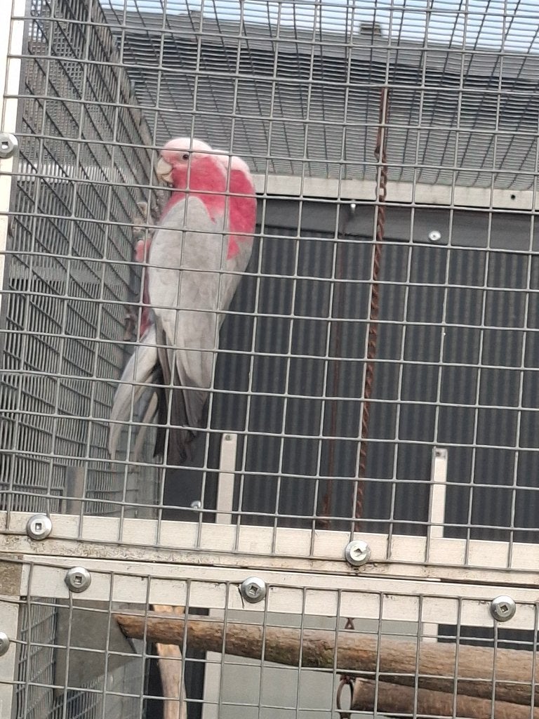 Roze kaketoe, Meerdere dieren, Papegaai, Geringd