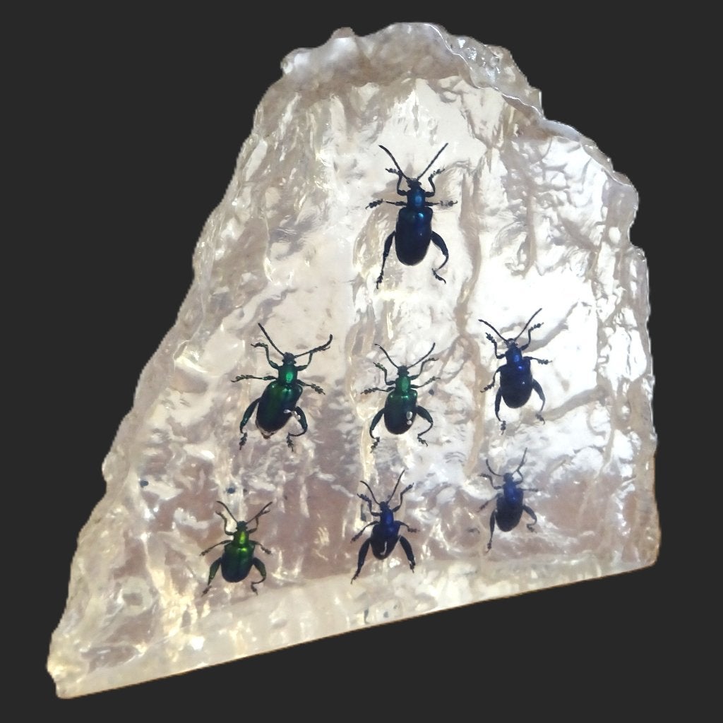 Harsblok met insecten in (kevers), Verzamelen, Ophalen of Verzenden, Zo goed als nieuw, Insect, Overige typen