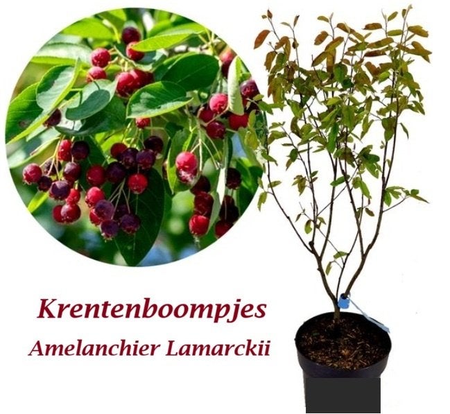 GROSEILLIERS AMERICAINES (AMELANCHIER LAMARCKII) 12€/Pièce, Enlèvement ou Envoi, Printemps, Plantes fruitières, Plante fixe